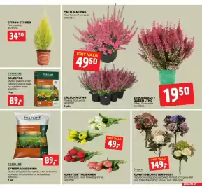 Jem & fix tilbudsavis uge 40 Side 29: CALLUNA LYNG €49,50, KUNSTIGE TULIPANER €49,00