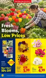 Lidl weekly ad week 40 Page 24: Fall bulbs €1,99, Mini carnations €4,99