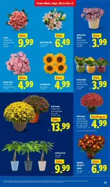 Lidl weekly ad week 40 Page 25: Fall mum €13,99, Point Pelee™ mum €6,99