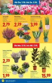 Lidl Flugblatt woche 40 Seite 30: Erica gracilis €2,79, Cyclamen Alpenveilchen €2,29