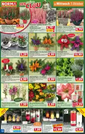 Norma Prospekt woche 41 Seite 12: Allerheiligen-Grableger €8,99, Dendrobium nobile €7,99