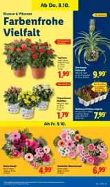 Lidl Prospekt woche 41 Seite 17