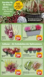 REWE Prospekt woche 40 Seite 14