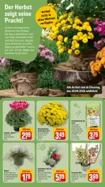 REWE Prospekt woche 40 Seite 15