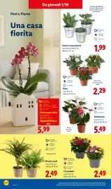 Volantino Lidl settimana 40 Pagina 30: Crisantemi €2,49, Piante verdi €2,49