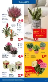 Volantino Lidl settimana 40 Pagina 31: Succulente €1,99, Fiori e composizioni floreali €2,29