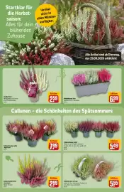 REWE Center Prospekt woche 40 Seite 14