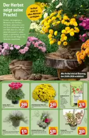 REWE Center Prospekt woche 40 Seite 15