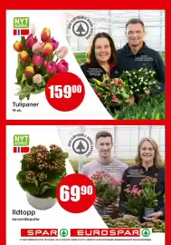 Spar kundeavis uke 40 Side 14: Tulipaner €159,00, Ildtopp €69,90