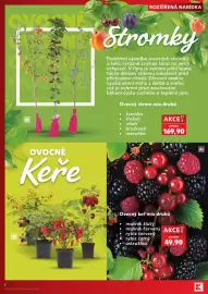 Kaufland leták týden 40 Strana 4: AI OVOCNÉ Keře AI 4 S4-CZ-KW40-LFT-04 ONLINE-1250-12 0899 ROZŠÍŘENÁ NABÍDKA Stromky