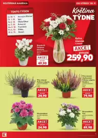Kaufland leták týden 40 Strana 5: Calluna vulgaris Quattro €79,90, Chryzantéma Trio €49,90