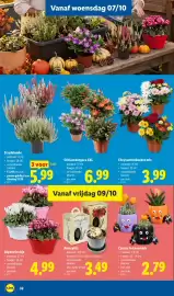Lidl folder week 41 Pagina 32: Alpenviooltje €4,99, Amaryllis €3,49