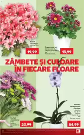 Catalog Kaufland săptămâna 40 Pagină 22: Buchet crizanteme colorate 3 fire buc €19,99, Crizantema mix €13,99