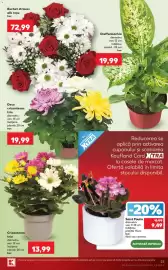 Catalog Kaufland săptămâna 40 Pagină 23: Crizantema trio €13,99, Saint Paulia €9,49