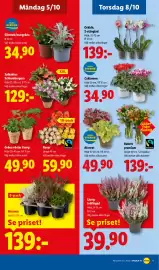 Lidl reklamblad vecka 41 Sida 22: Cyklamen €34,90, Ljung tvåfärgad €39,90