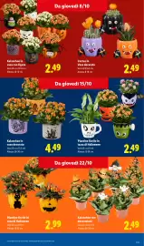 Volantino Lidl | Da Lidl ogni brivido vale davvero. Pagina 17: Cactus in Vaso decorato €2,49