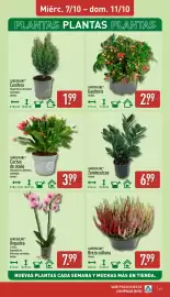 Folleto ALDI semana 41 Página 17: Gardenline Gaulteria €2,99, Gardenline Zamioculcas €6,99