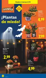 Catálogo Lidl | Halloween Página 14: Kalanchoe Halloween €4,99, Mini Kalanchoe Halloween €2,99