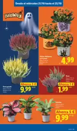 Catálogo Lidl | Halloween Página 17