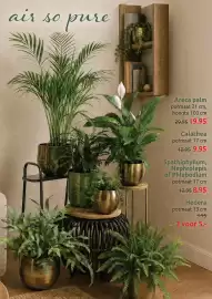 Deka Tuin folder Pagina 3: air so pure Areca palm potmaat 21 cm, hoogte 100 cm 29.95 19.95 Calathea potmaat 17 cm 12.95 9.95