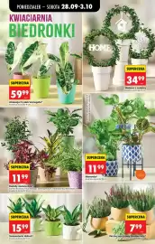 Biedronka gazetka tydzień 40 Strona 42: Wrzos pączkowy dwubarwny €7,99, Maranta* €11,99