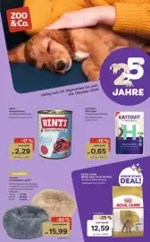 ZOO & Co Flugblatt woche 40 Seite 1: Azoona Kuschelbett „Leila“ €15,99, RINTI Kennerfleisch €2,29