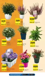 Tesco akciós újság hét 40 Oldal 19: Alpha fagytúró törpe őszirózsa €2.999,00, Kecskerágó mix €2.499,00