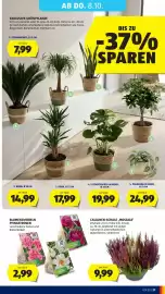Hofer Flugblatt woche 40 Seite 37: Blumenzwiebeln Pfingstrosen €2,99, Callunen-Schale „Mosaica“ €9,99