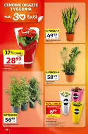 Auchan gazetka tydzień 40 Strona 40: Zamioculcas €58,99, Sansevieria Laurentii €49,99