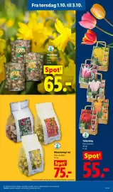 Lidl tilbudsavis Side 2: Blomsterløg i net €75,00, Tulipanleg €55,00