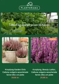 Plantorama tilbudsavis Side 2: AIS PLANTORAMA Tilbud og skarpe priser til haven 3 FOR 75,- 3 FOR 75,- Knoplyng Garden Girls