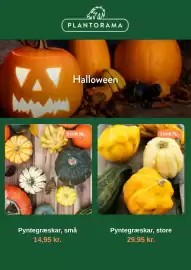 Plantorama tilbudsavis Side 5: PLANTORAMA Halloween 3 FOR 75,- 3 FOR 30,- Pyntegræskar, små 14,95 kr. Pyntegræskar, store