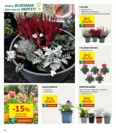 Horta folder Pagina 14: JUB bloembollen