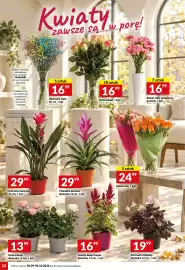 Twój Market gazetka tydzień 40 Strona 28: Bukiet cięty gałązkowy goździk €16,99, Celozja Deep Purple doniczka €16,99