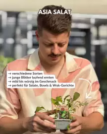 Bellaflora Flugblatt woche 40 Seite 2