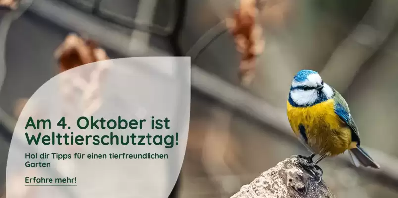 Bellaflora (gültig bis 4-10)