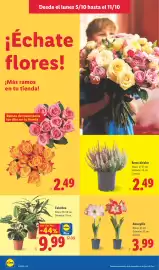 Catálogo Lidl semana 41 Página 50: Calathea €9,99, Amaryllis €3,99