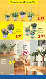 Catálogo Lidl semana 41 Página 51: Suculentas €2,99, Crisantemo €1,99