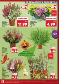 Kaufland gazetka tydzień 40 Strona 7: Paproć €9,99, Chryzantema średniokwiatowa €4,99