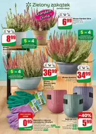 Dino gazetka tydzień 40 Strona 55: Wrzos dwukolorowy €8,99, Wrzos Garden Girls €6,99