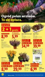 Lidl gazetka Strona 102: Ziemia uniwersalna €6,99, Chryzantema €8,99