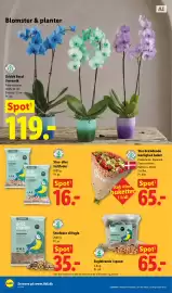 Lidl tilbudsavis uge 41 Side 32: Erdtmanns fuglefrømix €65,00, Queen brændende kærlighed buket €65,00