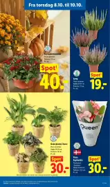 Lidl tilbudsavis uge 41 Side 33: Grøn plante i kurv €30,00, Queen Tiara Euphorbia €30,00