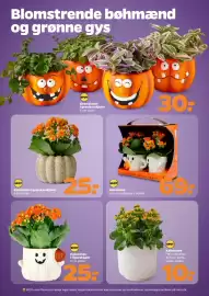Netto tilbudsavis uge 40 Side 24: Spot Kalanchoe i græskarskjuler €25,00, Botanico 2 stk. miniplanter i skjuler €69,00