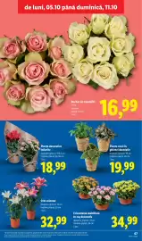 Catalog Lidl săptămâna 41 Pagină 67: Plante decorative înflorite €18,99, Plante verzi în ghiveci decorativ €19,99