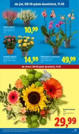 Catalog Lidl săptămâna 41 Pagină 69: Buchet de toamnă €29,99, Phalaenopsis cu 2 tije florale €49,99