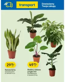 Castorama gazetka Strona 2: Rośliny zielone jungle mix €49,98, Sansevieria €29,98