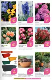 Catalogue Point Vert page 3: DÉCOROSIER ROSIER COUVRE-SOL €14,99, LAVANDE €4,99