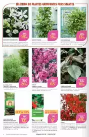 Catalogue Point Vert page 4: CERCIS - ARBRE DE JUDÉE €65,00, JASMIN ÉTOILÉ €15,99
