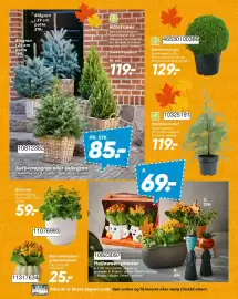 Bilka tilbudsavis Side 42: Livetrends design group halloween planter €69,00, Mini kalanchoe €25,00